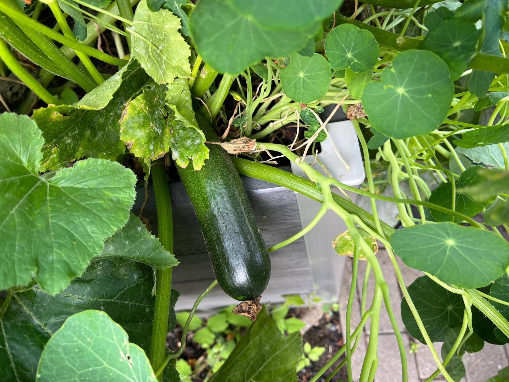 Appartamento Elbidyll Magdeburgo Esterno foto